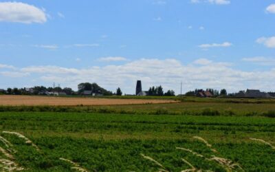 Les cultures légumières, Montfarville, Manche, Basse-Normandie